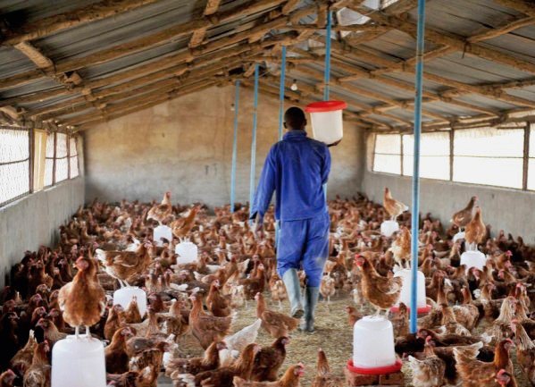 poultry farmer