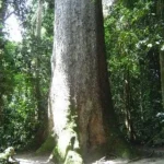 Oda Big tree