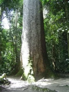 Oda Big tree